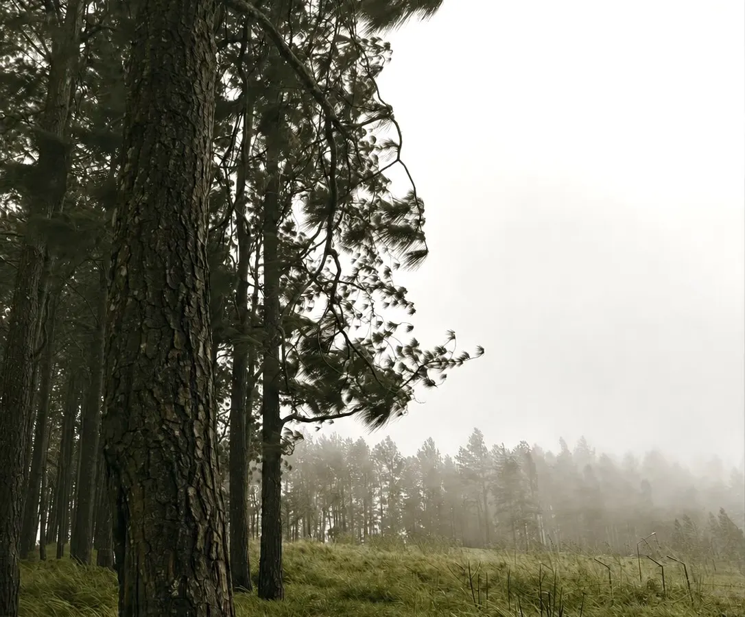 Belwood Forest & View Point near White House Galaha