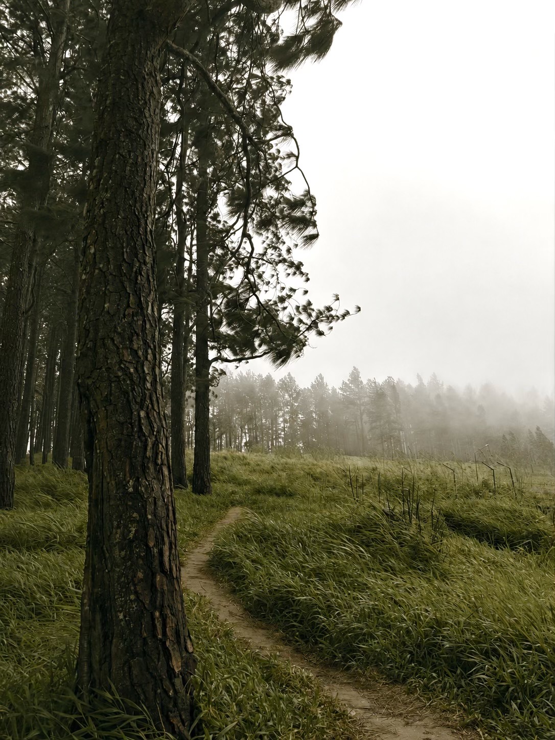 Belwood Forest & View Point, a Central Highlands attraction near Galaha