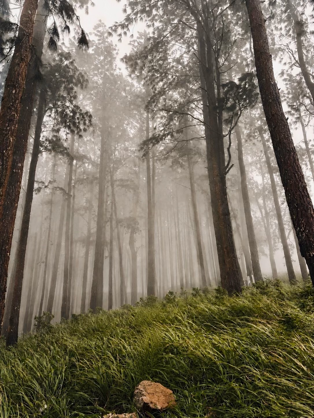 Belwood Forest & View Point, a Central Highlands attraction near Galaha
