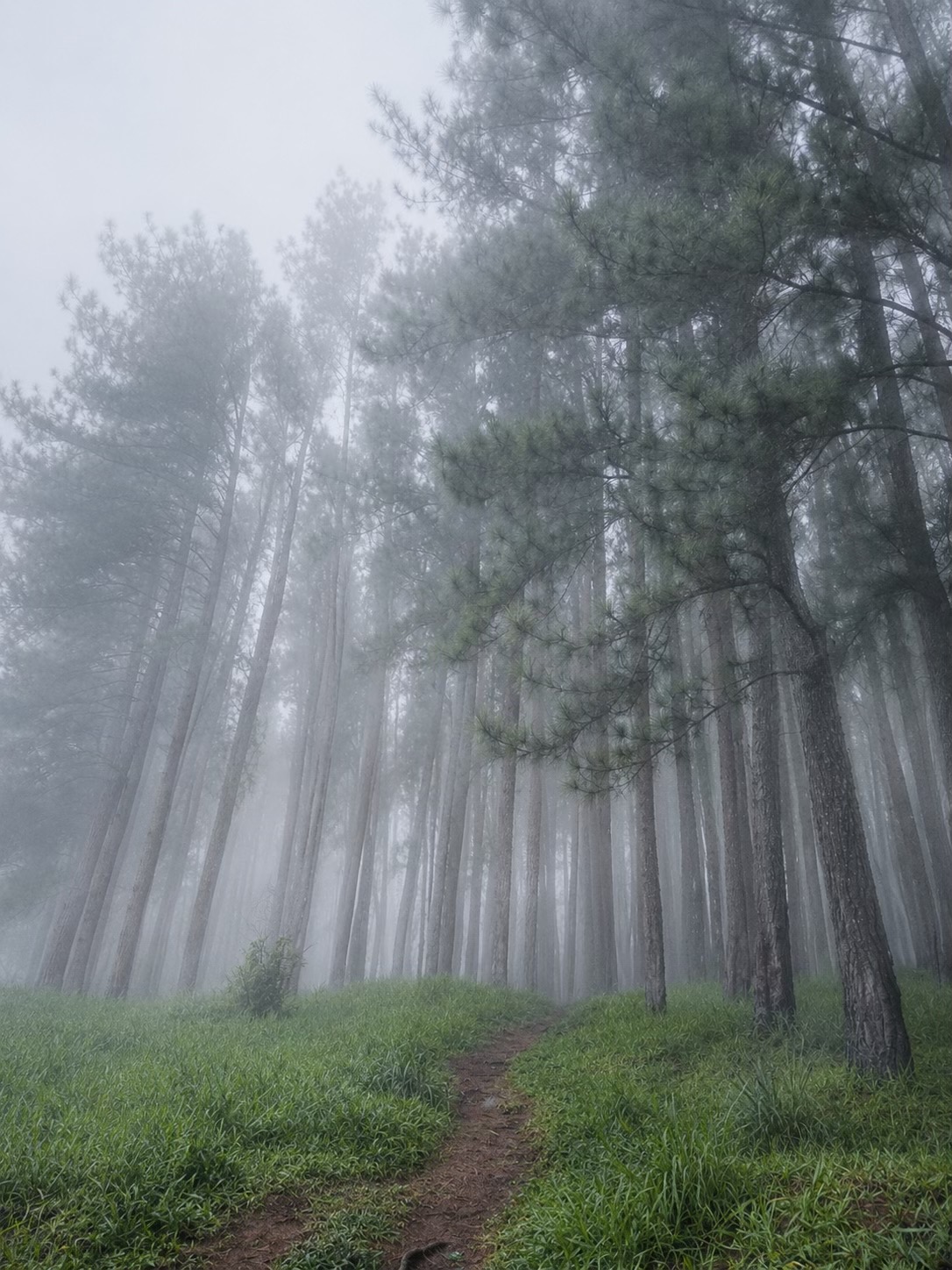 Belwood Forest & View Point, a Central Highlands attraction near Galaha
