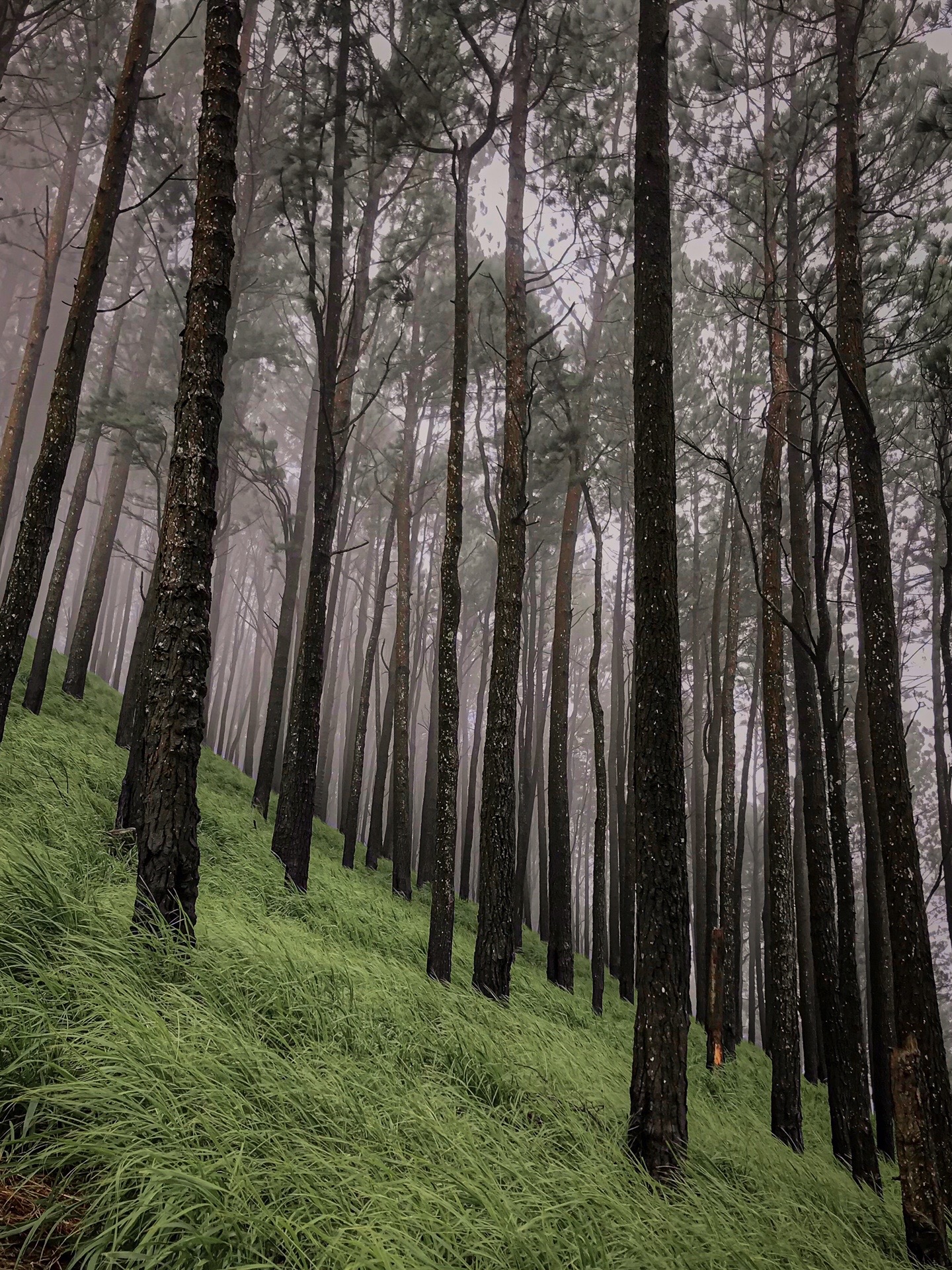 Belwood Forest & View Point, a Central Highlands attraction near Galaha